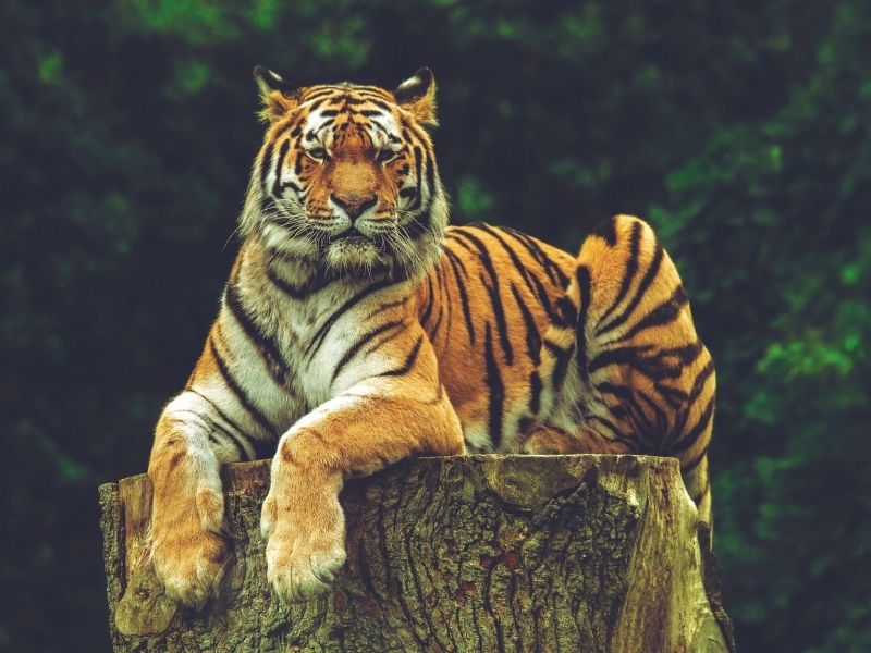 Following pug marks in Simlipal Tiger Reserve