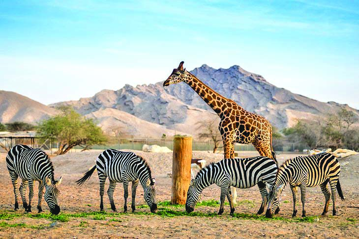 The Al Ain Zoo
