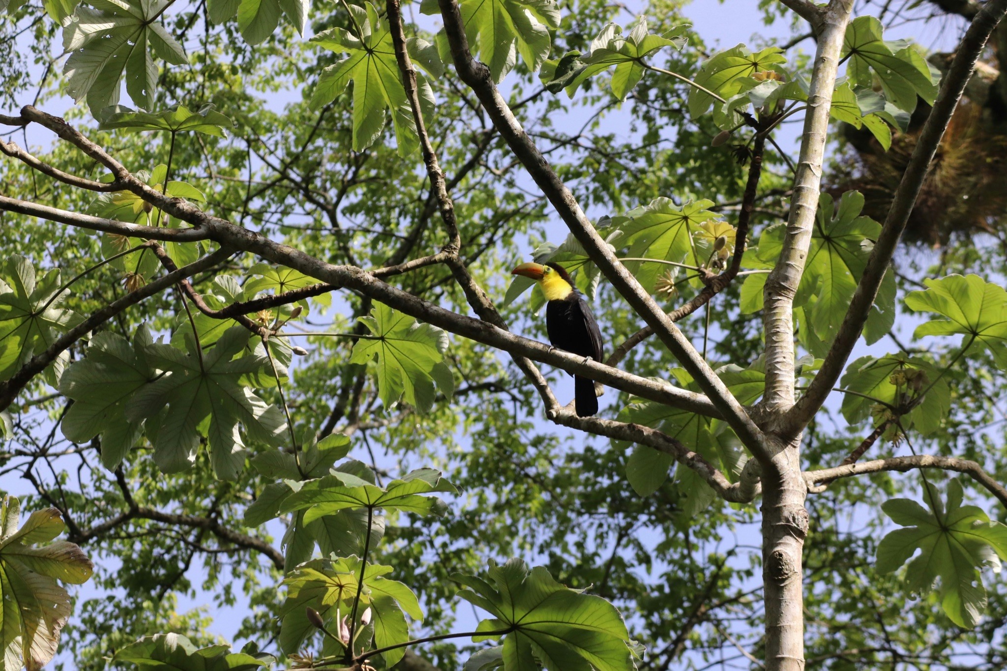 Hornbill